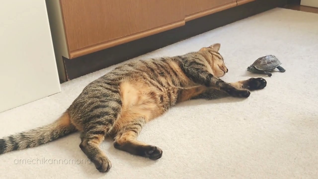 【総集編】ただひたすらに猫が好きな亀を見守るだけの動画【A video that just looks at a turtle who loves cats】