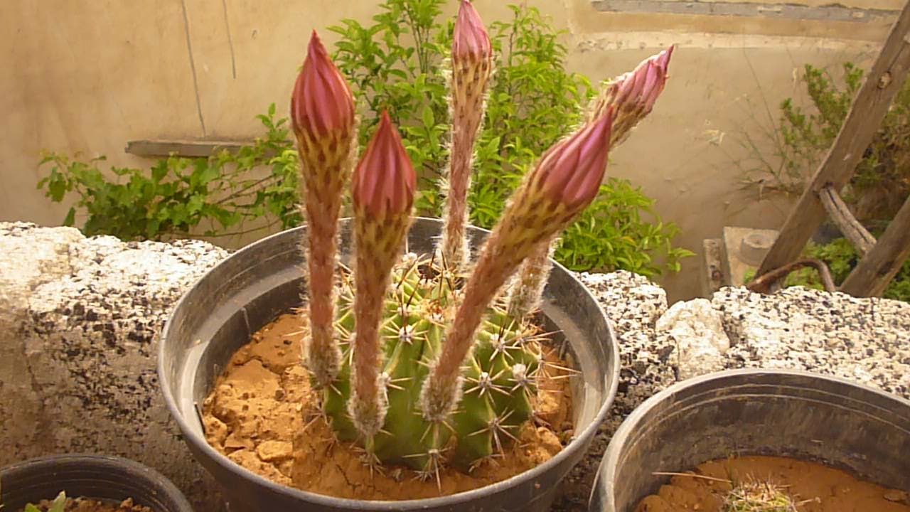 اكثار صبار القنفذ عمة القاضي ايشينوبسيس والتمتع بالهدية وبالزهر الرائع بطريقة مدهشة echinopsis