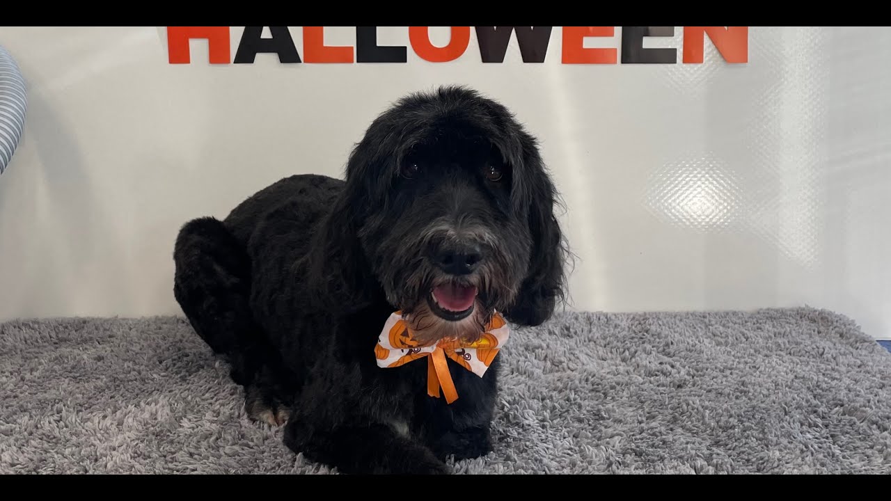 Easy Cockapoo Groom | Dog Grooming