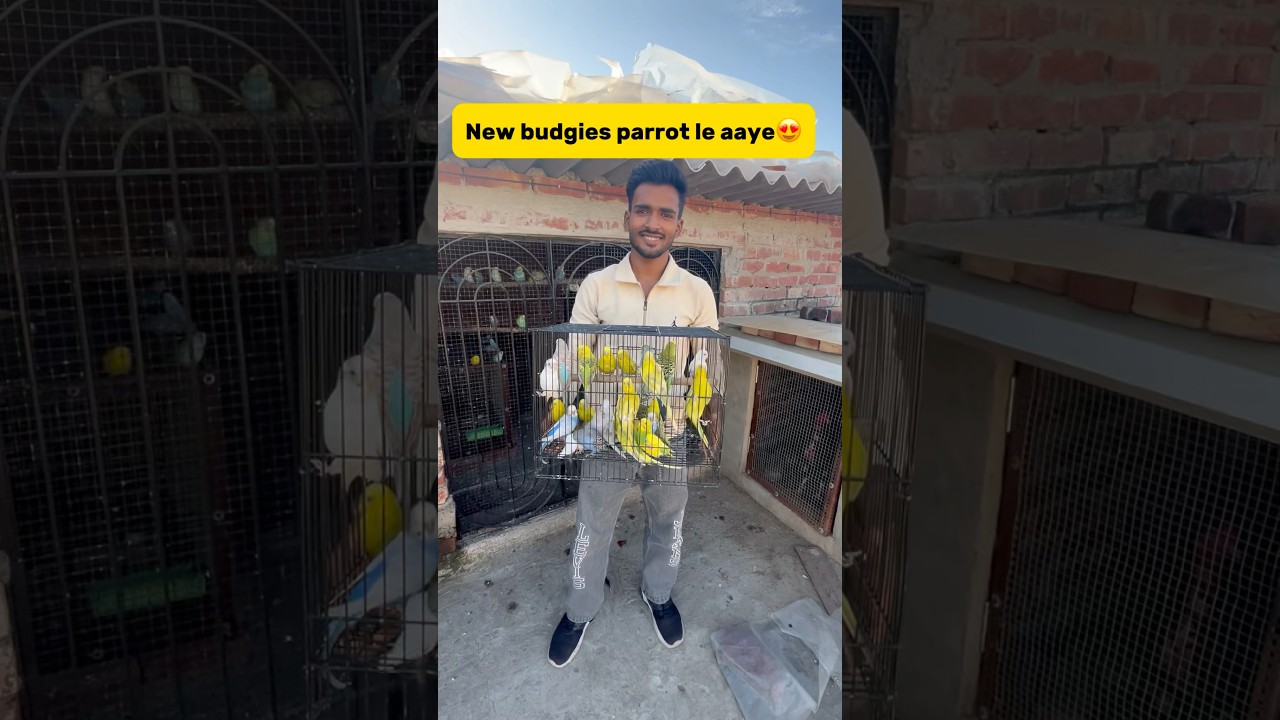 New Budgies parrot le aaye😍 #minivlog #breedingpair #petlover #vlog #birds #parrot #viral #kabutar