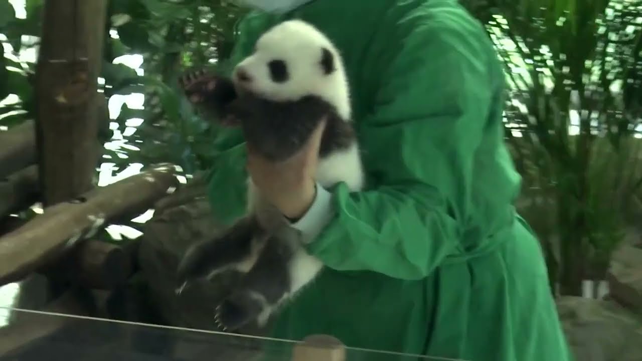 Berlin Zoo shows off panda cub to public for first time | REUTERS