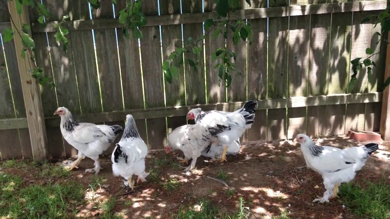 Light Brahma Chickens in Action - 13 weeks