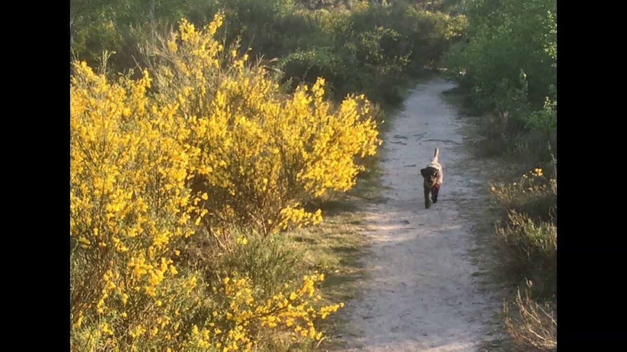 Venloose Heide, wandern, natuurgebied, Venlo,