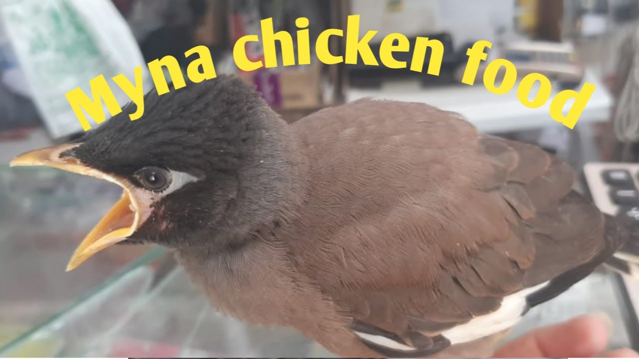 :بهترین غذا برای جوجه مینا (Myna baby bird food ): طعام دجاج مینا
