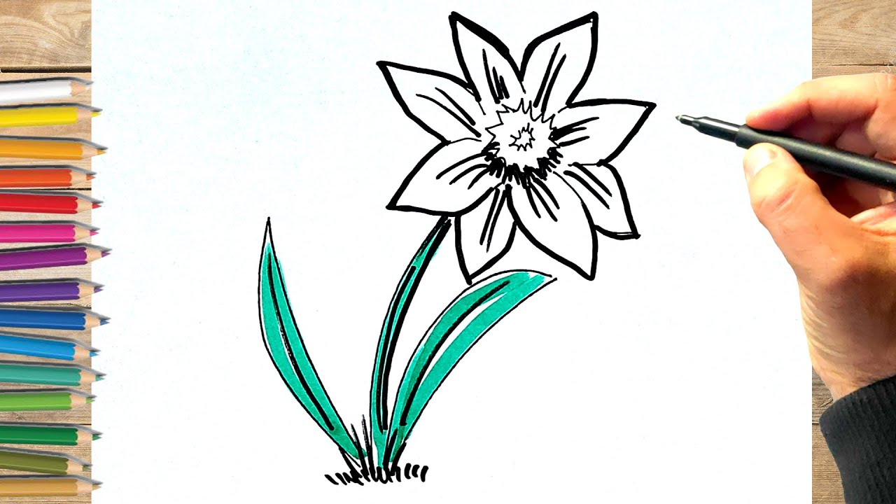 Comment dessiner une jonquille | dessiner une fleur facile