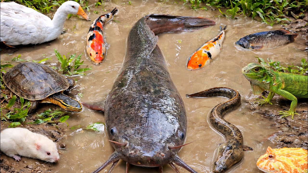 Catching Giant Catfish in Muddy Hole | Mixed Fish Species