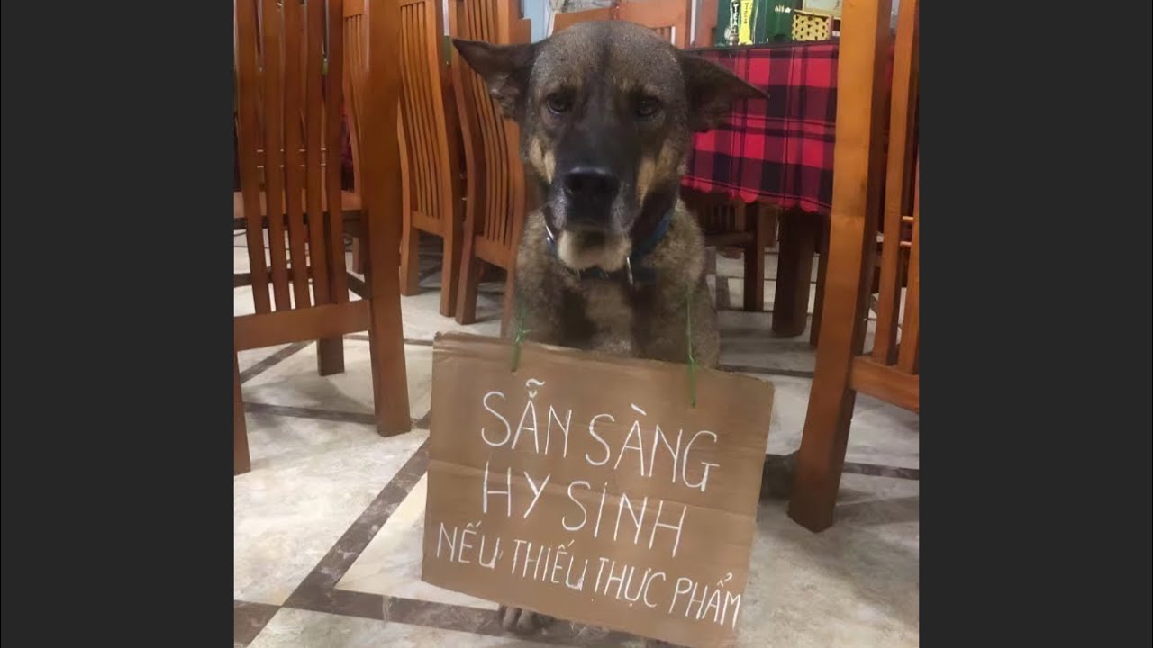 Cuội Lồng Tiếng Khỉ cực hay