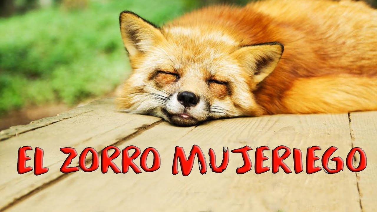 CUENTO DEL ZORRO MUJERIEGO (relato andino)