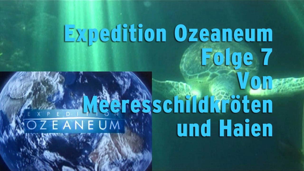Ozeaneum Folge 7 „Von Meeresschildkröten und Haien