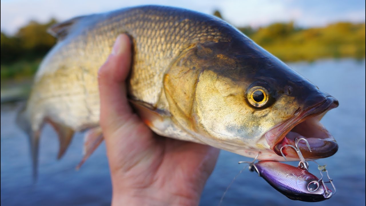 Западная Двина. Ловля неуловимого жереха на Daiwa Switch Hitter 65S