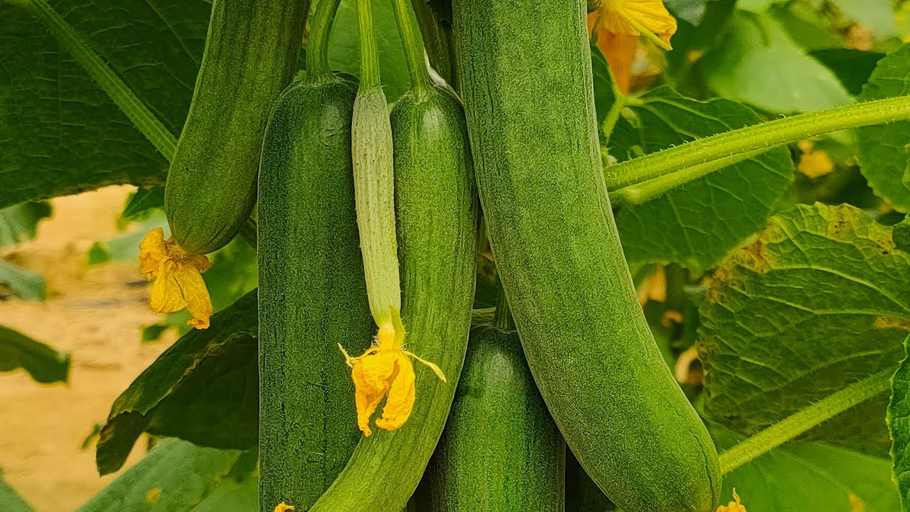 اهم فيديو عن الخيار بأنواعه وكيفية زياده الإنتاجيةIncrease productivity in cucumber