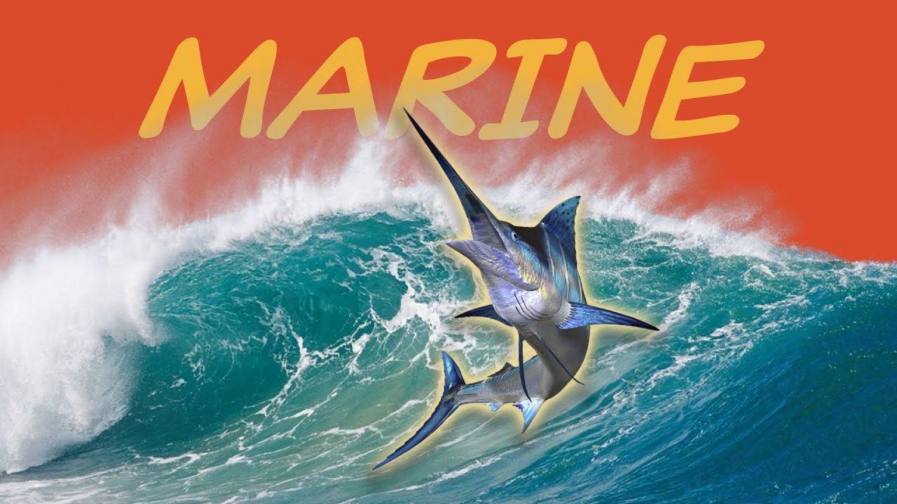 Explore the MARINE biome 🐠 Nature Ecology & Environment