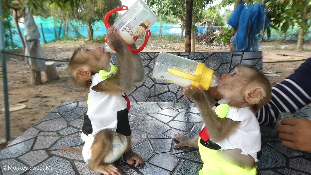 Surprise! Sweet-To and Sweet-Ma Get New Bottle Milk Biggest and  Cutest They Smart To Use it