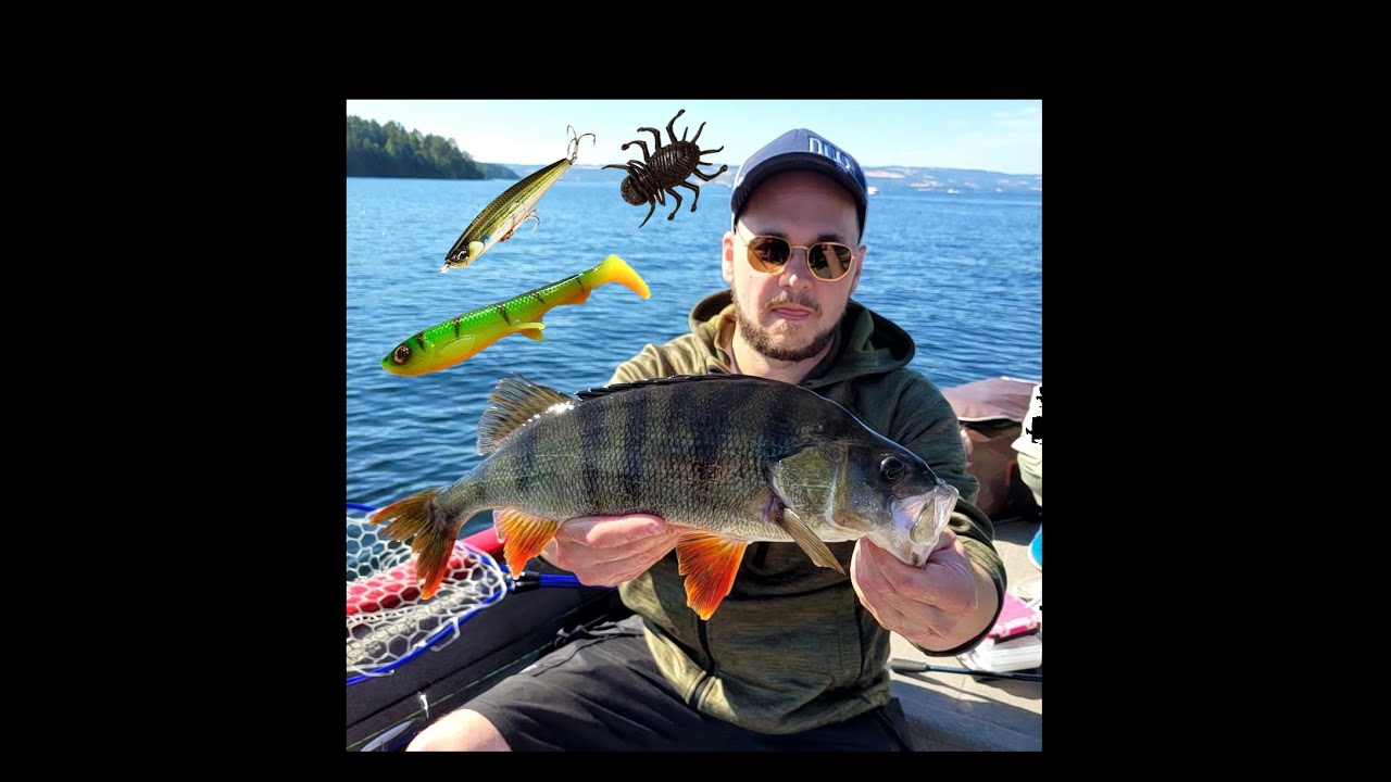 Abborfiske på mjøsa i august.