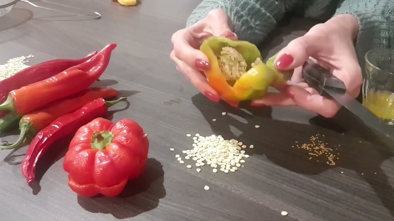 #40 Comment récupérer ses graines de tomates, poivrons