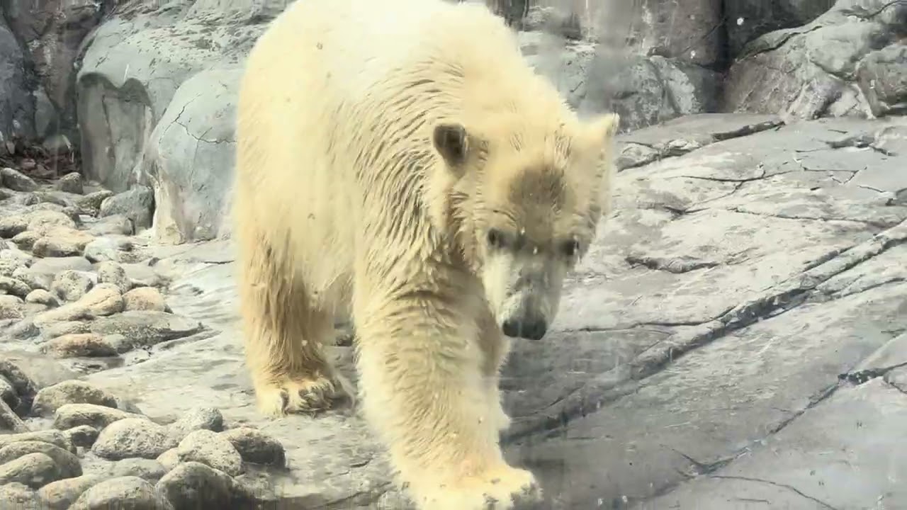 八木山動物公園   ホッキョクグマ   🐻‍❄️うみ 🐻‍❄️そら 🐻‍❄️ポーラ