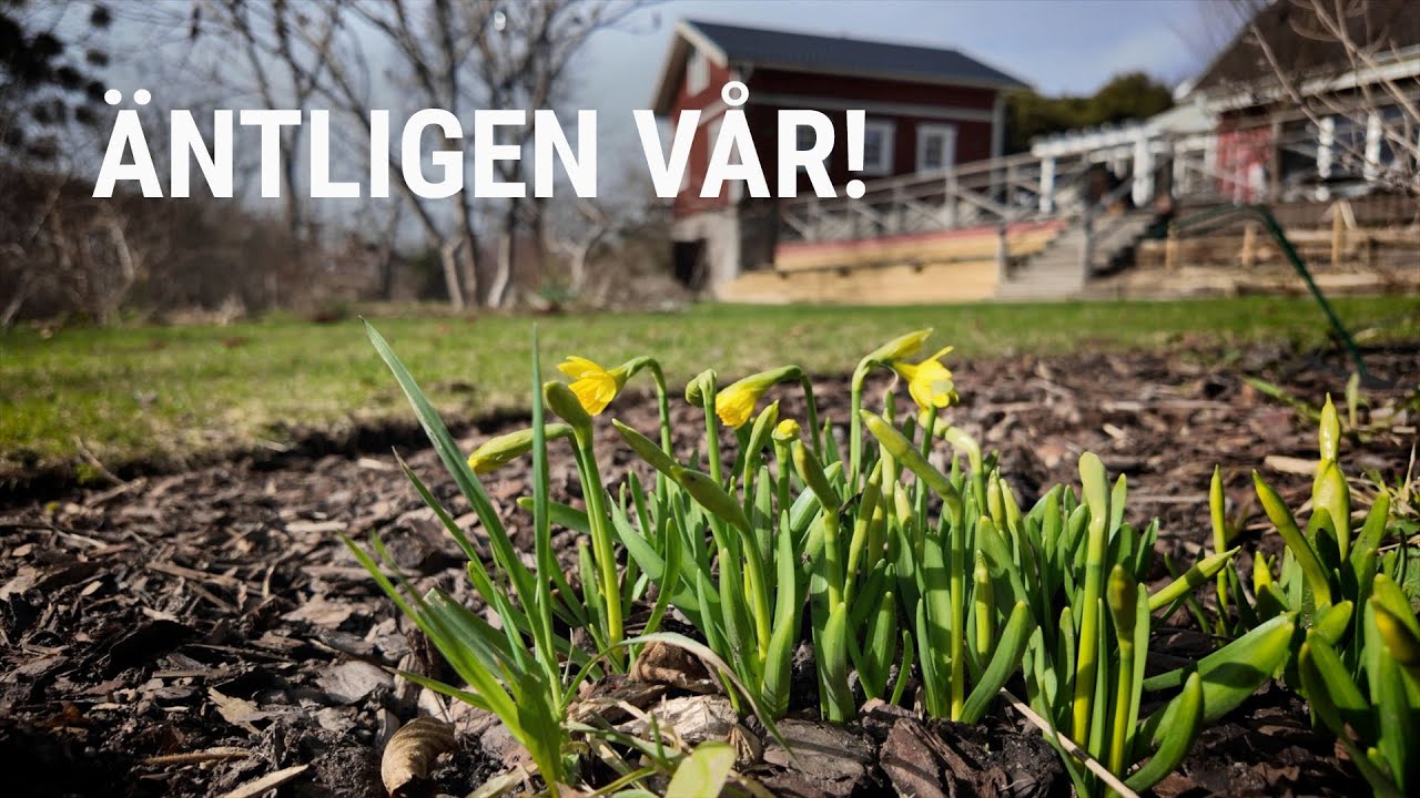 Första riktiga vårskötseln hemma på gräsmattan