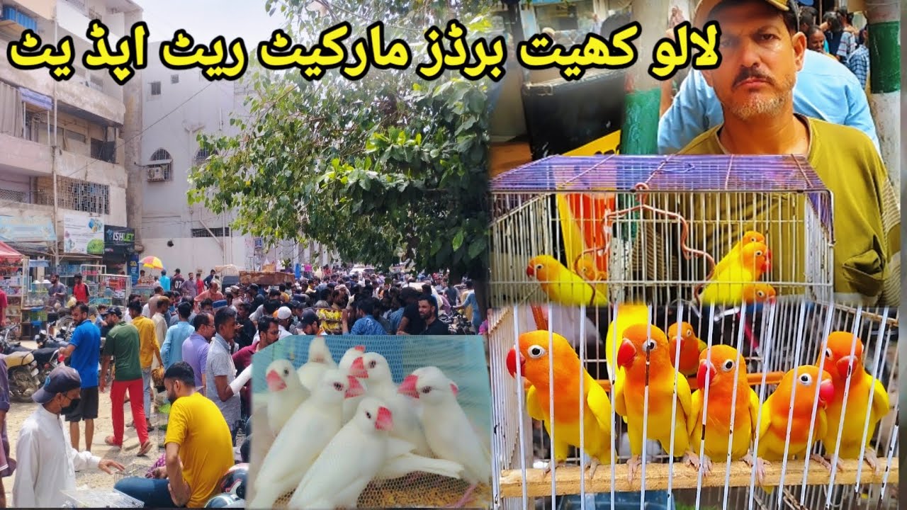 Lalokhait Birds Market Latest Rate Updates | 20_July _2025_Sunday.