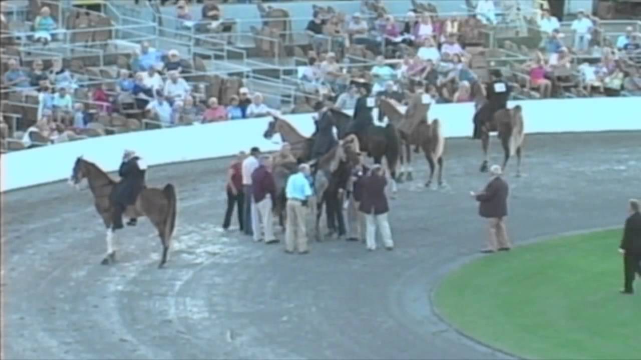 2 y/o Walking Horse collapses during the Celebration