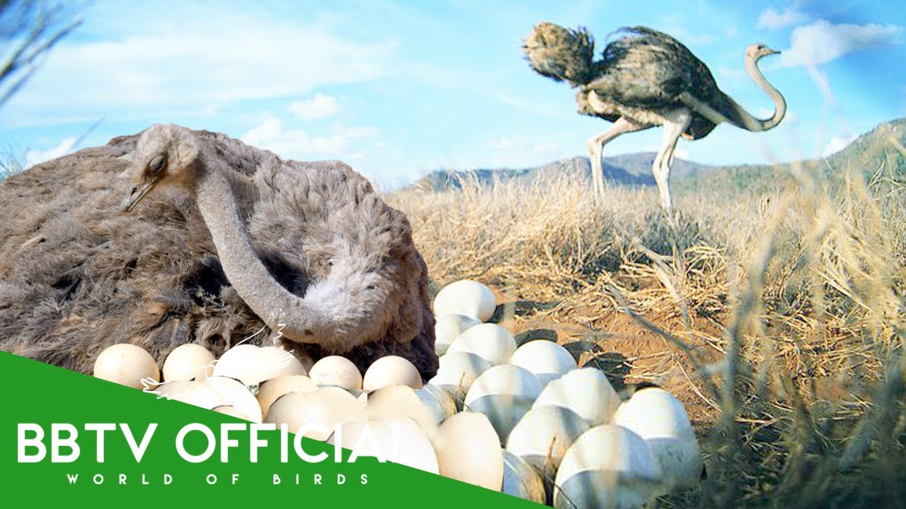 How Ostriches Evolved to Raise 60 Eggs in a Joint Nest | Animal Documentary
