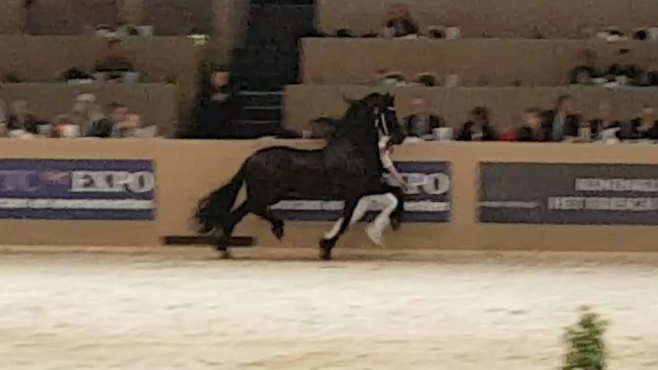 Tsjalle 454 hengstenkeuring 2017! Faderpaard! Kampioen 2016!