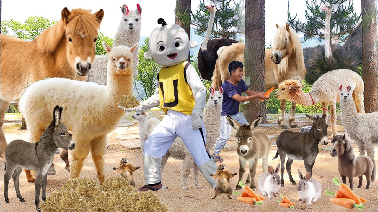 KITA NGASIH MUWAKUAN BINATANG LOUCU! ALPACA, BURUNG ONTA, KELINCI, MERAK, DLL?!