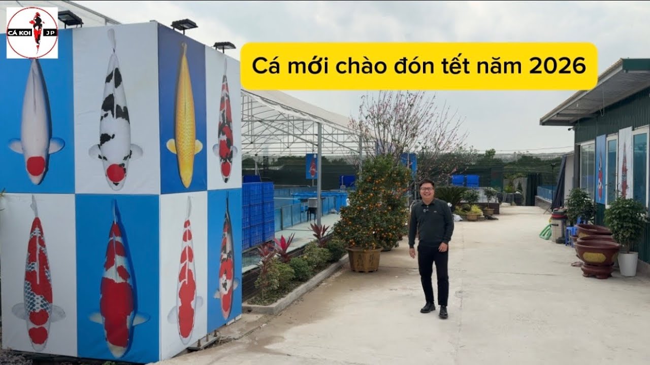 Giới thiệu những chú cá koi tại cửa hàng mới Vinhome Ocean Park