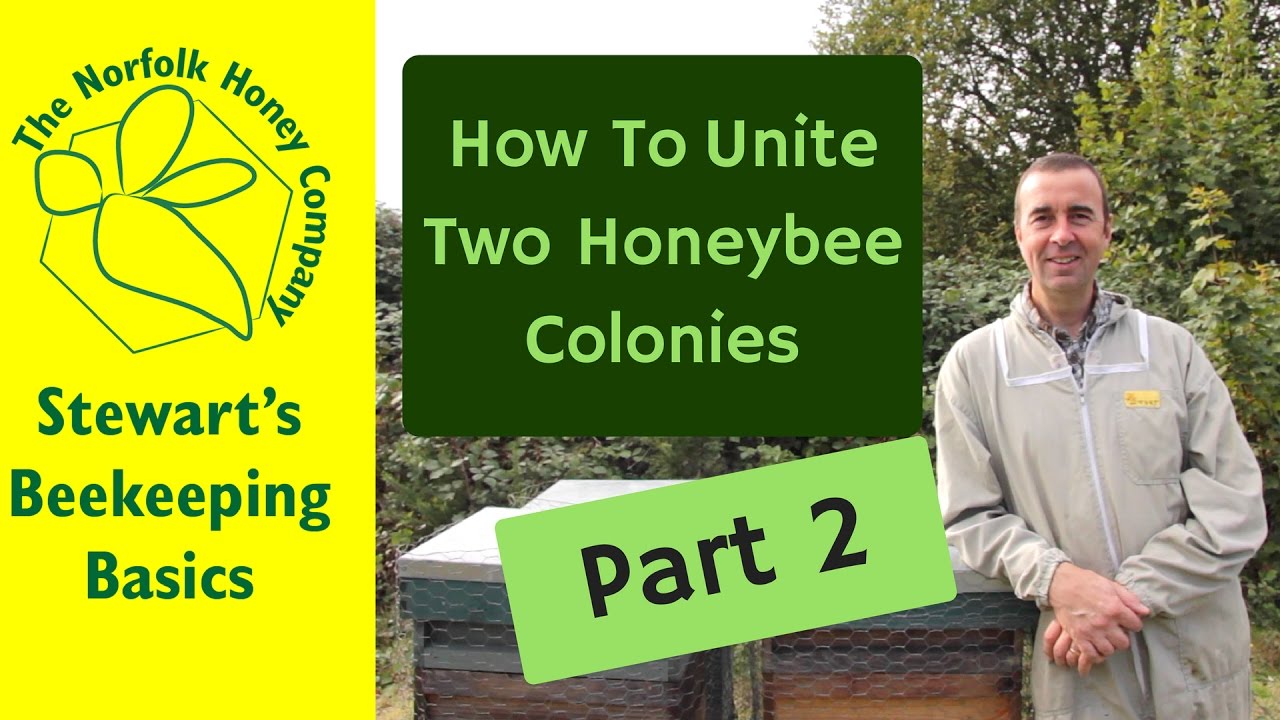 How to Unite Two Honeybee Colonies Part Two #Beekeeping Basics - The Norfolk Honey Co.