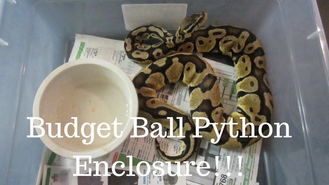 How To Setup A Budget Ball Python Enclosure - Benjamin's Exotics