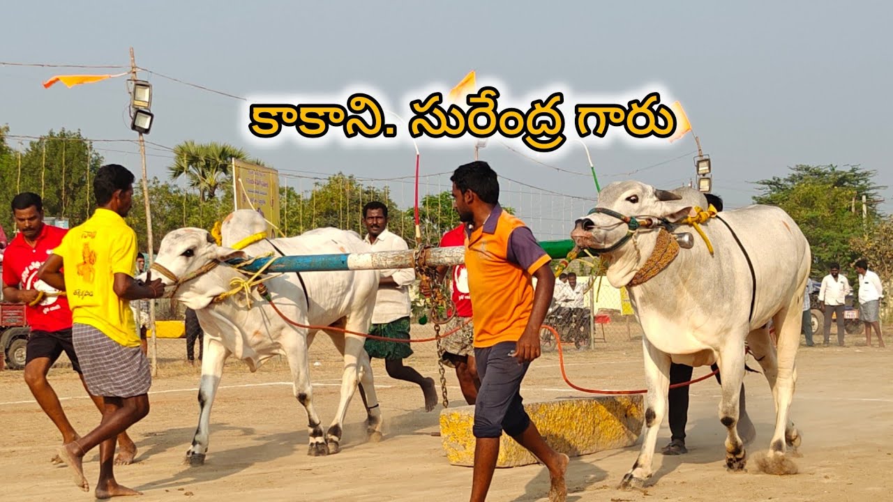 ఆకుల గణపవరం 2పళ్ళు 7వ కాకాని. వెంకట సురేంద్ర గారు వినుకొండ టౌన్ పల్నాడు జిల్లా...