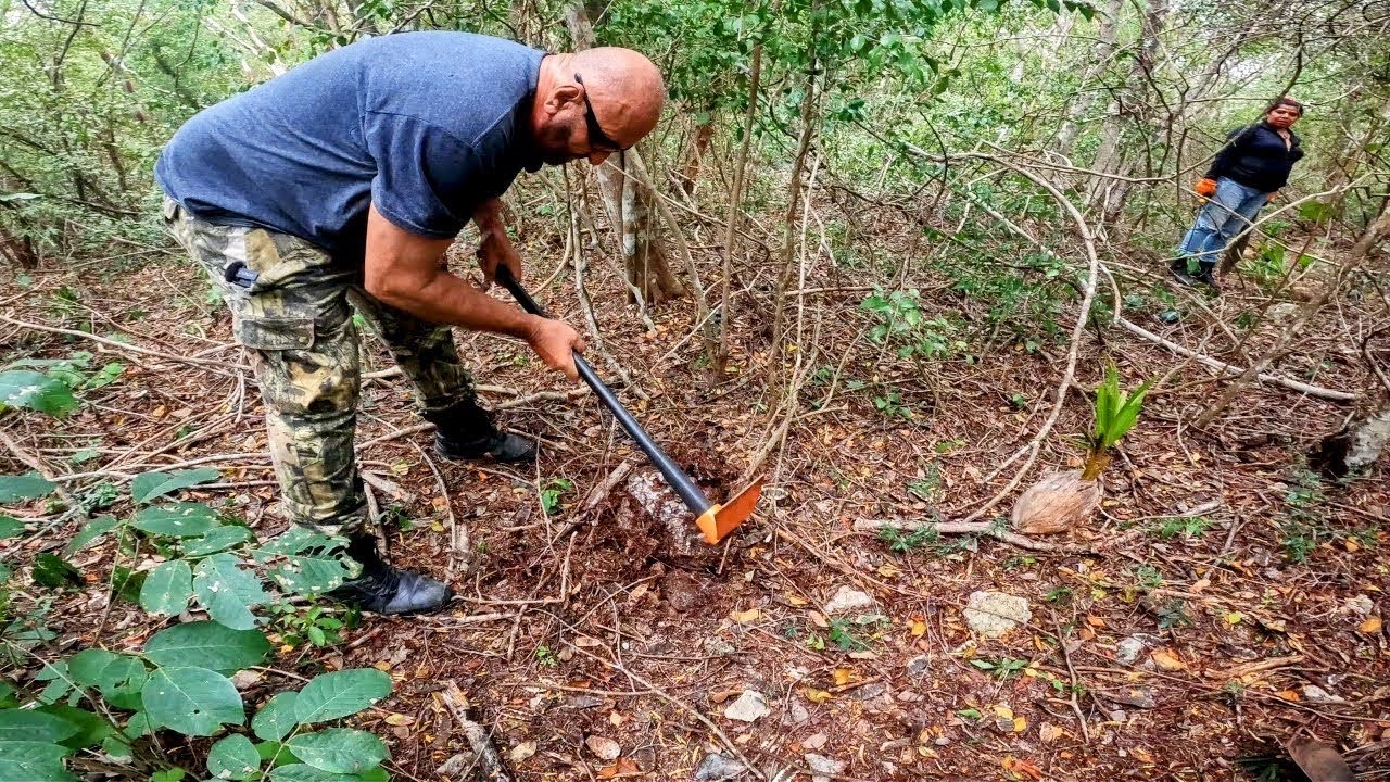 Planting Belize Coconut Tree On Our Merida Yucatan Property