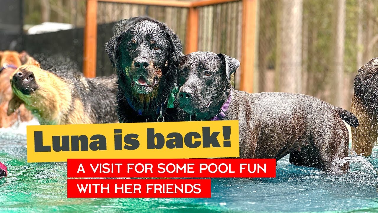 Luna is back at the Farm for some FUN with her Dog Friends