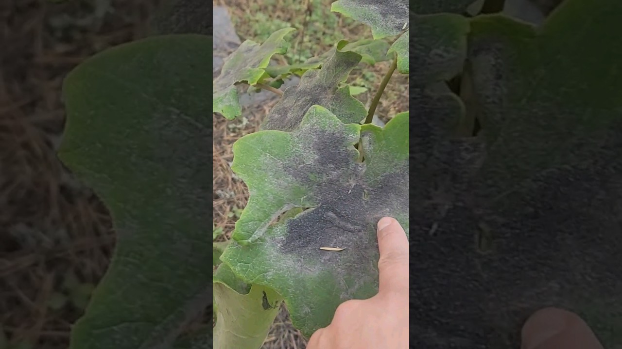 Ceniza del Volc&aacute;n