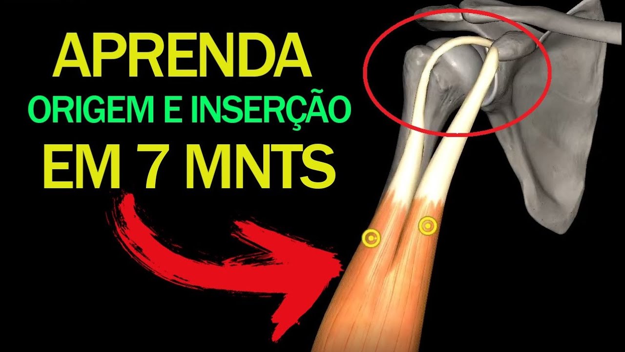 COMO aprender origem e inser&ccedil;&atilde;o em 7 minutos - Como saber qual a origem e qual a inser&ccedil;&atilde;o!