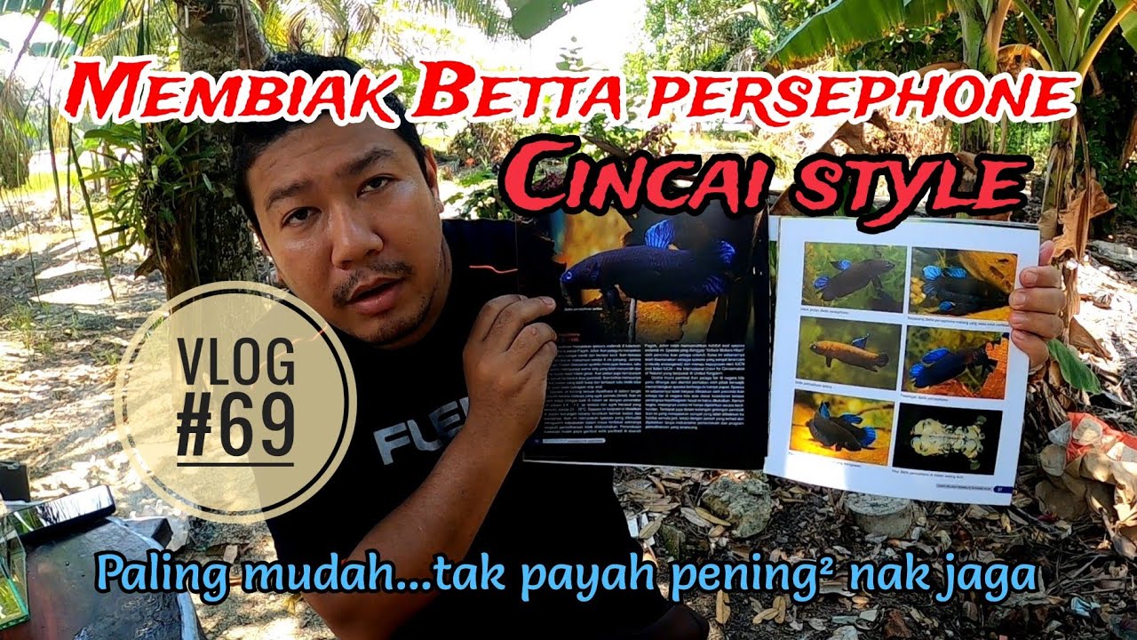Membiak Betta persephone cara paling cincai!!!!