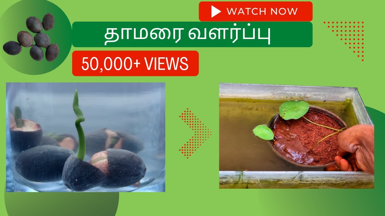 தாமரை பூ செடி விதையிலிருந்து வளர்ப்பது எப்படி? How to Grow Lotus Flower Plant from seeds in Tamil?