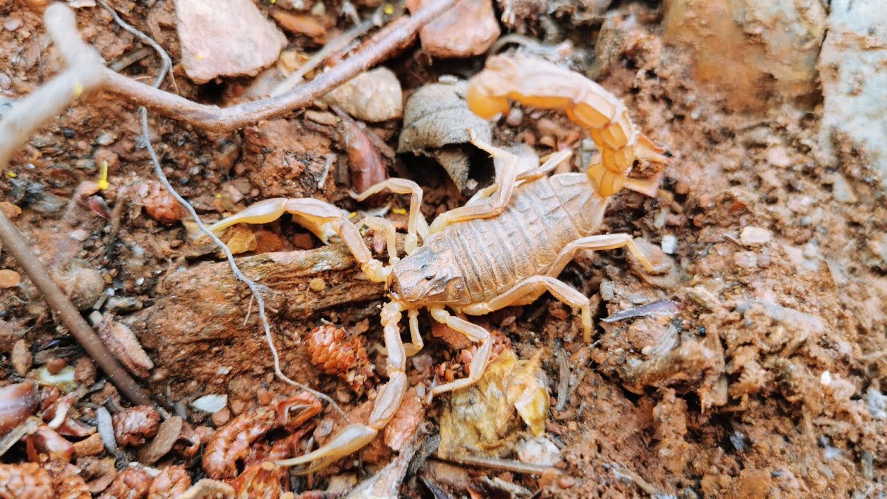LACRAU (ESCORPI&Atilde;O)  🦂🦂 ATEN&Ccedil;&Atilde;O N&Atilde;O FA&Ccedil;AM ISTO EM CASA! ⛔⛔🚫🚫