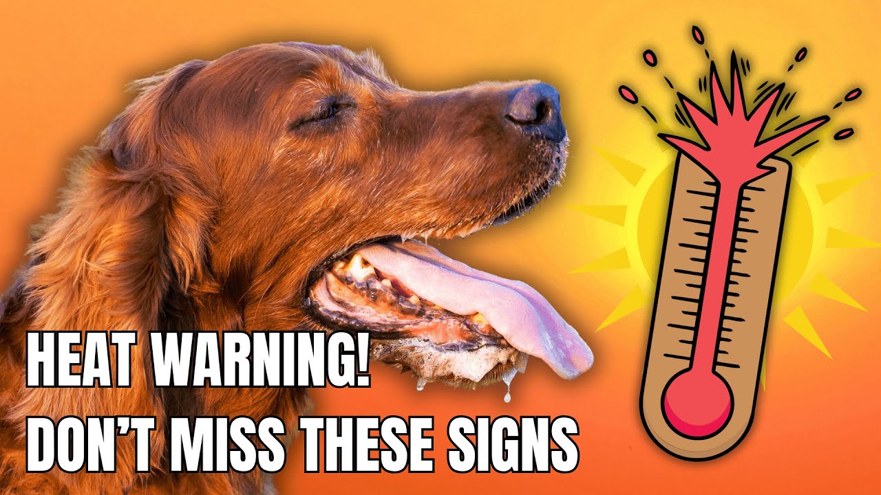 Is Your Dog Too Hot? Watch For These Signs!