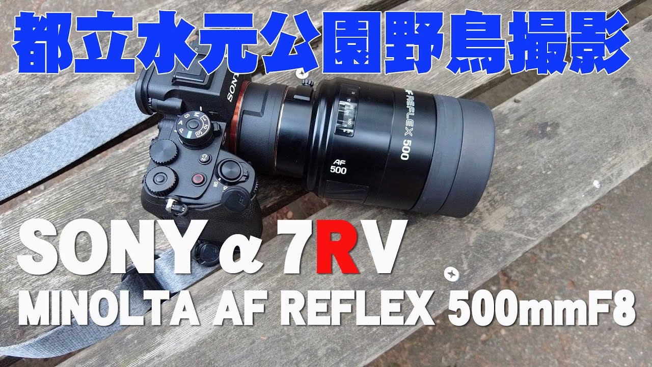 【野鳥撮影】SONYα7RV &  MINOLTA AF REFLEX 500mmF8【都立水元公園】