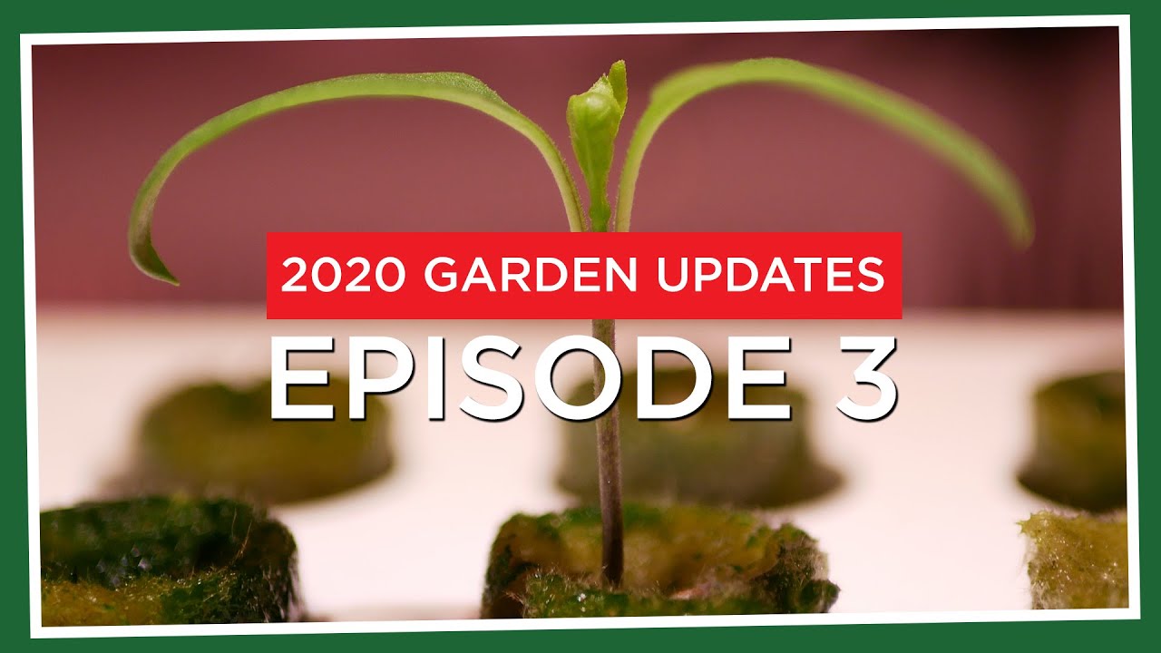 Things not going to plan! And some changes in the growshed (2020.E03 Garden Updates)