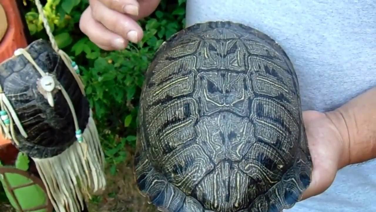 13 Moons on turtles back a Native American calendar.