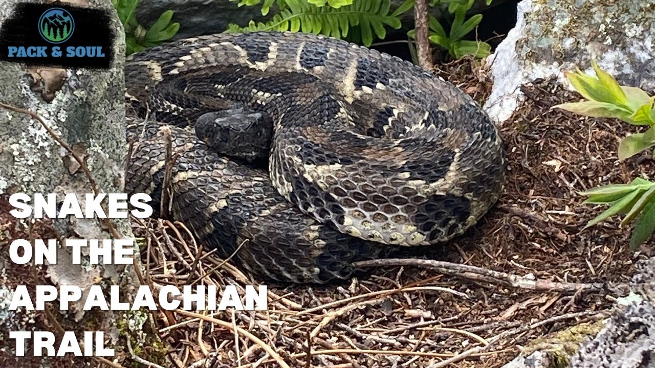 Snakes on the Appalachian Trail