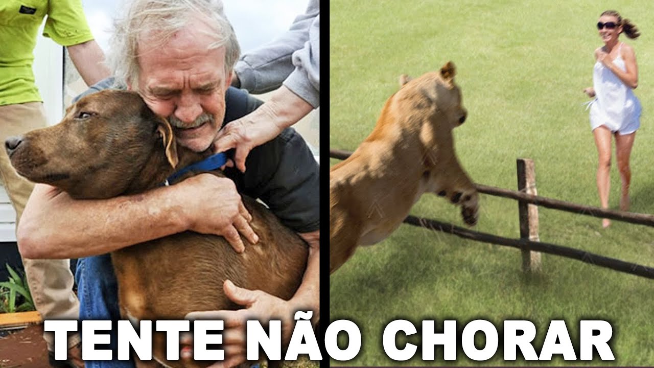 Reencontros Emocionantes - Animais Que Esperaram Seus Donos Por Anos