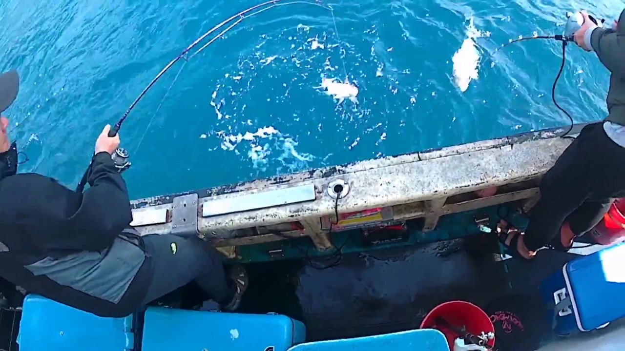 2018219 寶利達 鐵板 紅魽 齒鰆