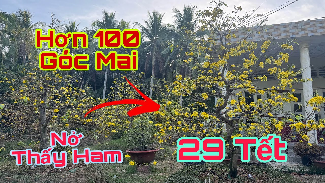 Hơn 100 Góc mai nỡ vào ngày 29 Tết… Mai ở Mỏ Cày Nam Bến Tre… 