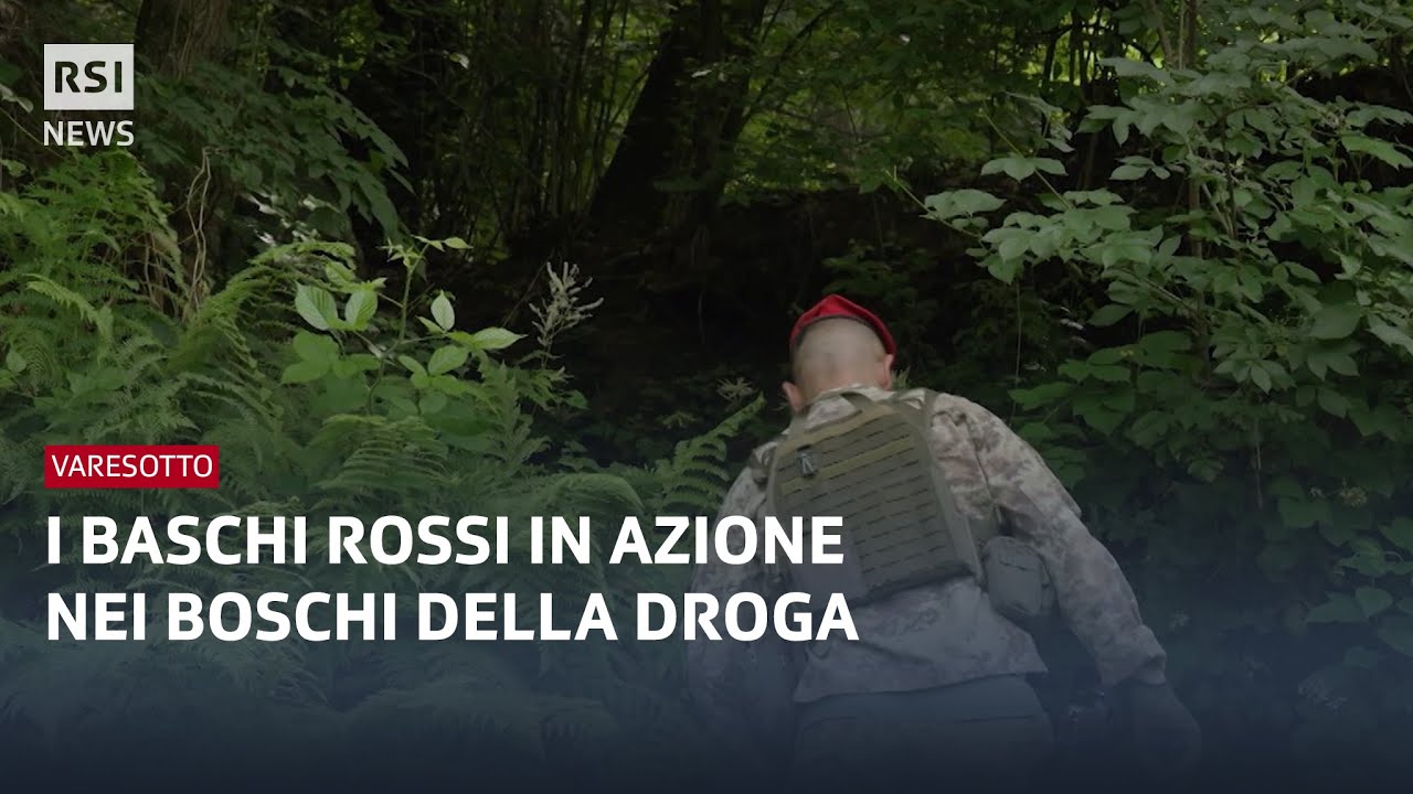 Varesotto: I baschi rossi nei boschi dello spaccio | RSI Info
