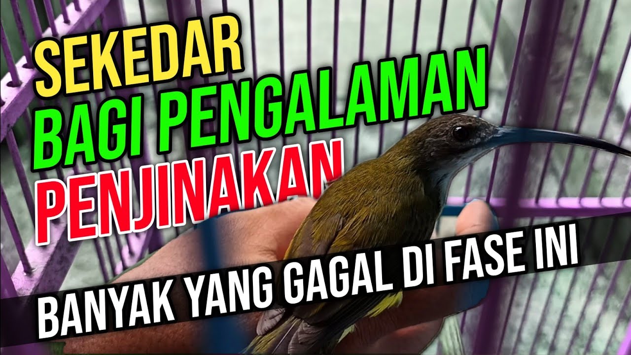 Cara Menjinakan Kolibri - Pijantung Jinak - Cara Cepat Menjinakan Konin