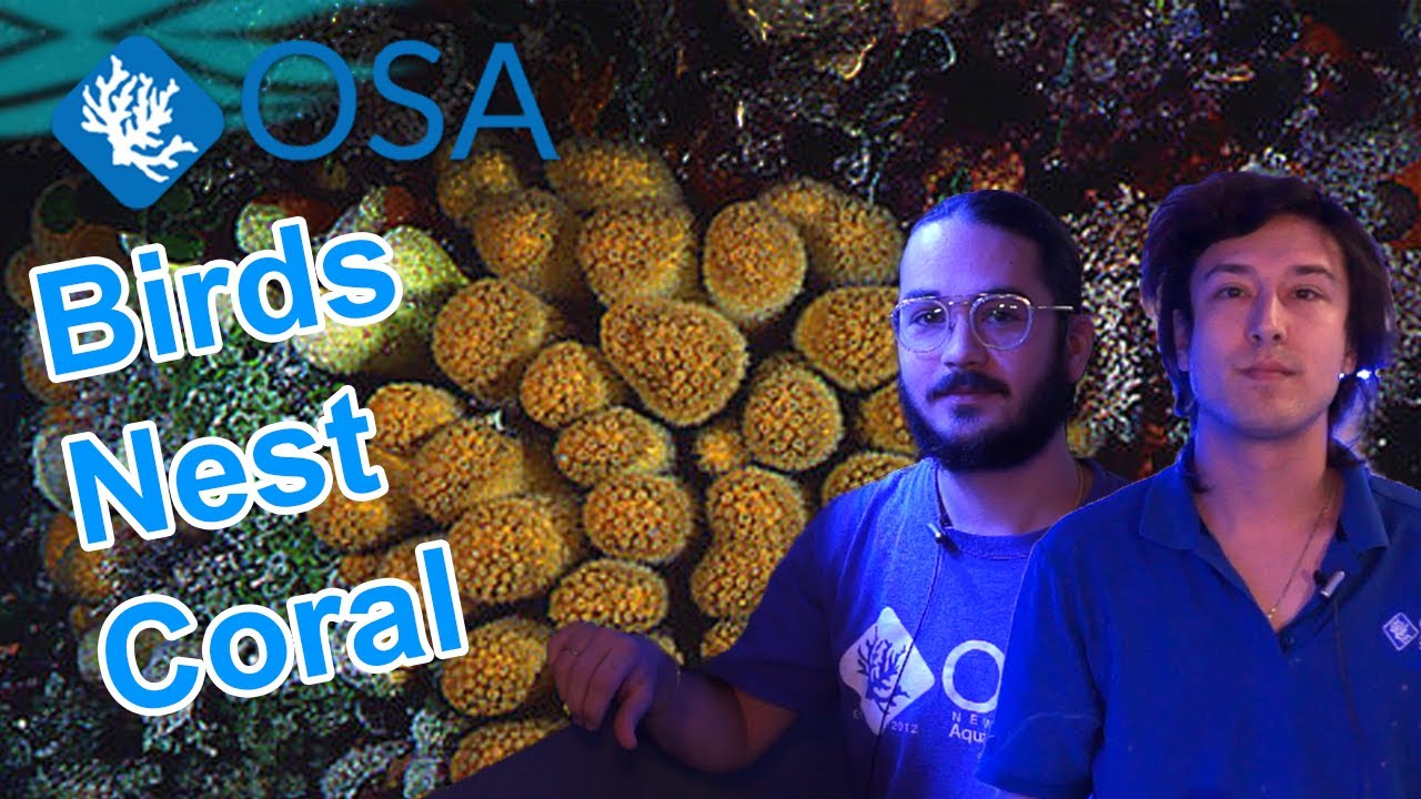 What are Pocilloporidae? | What is a Coral