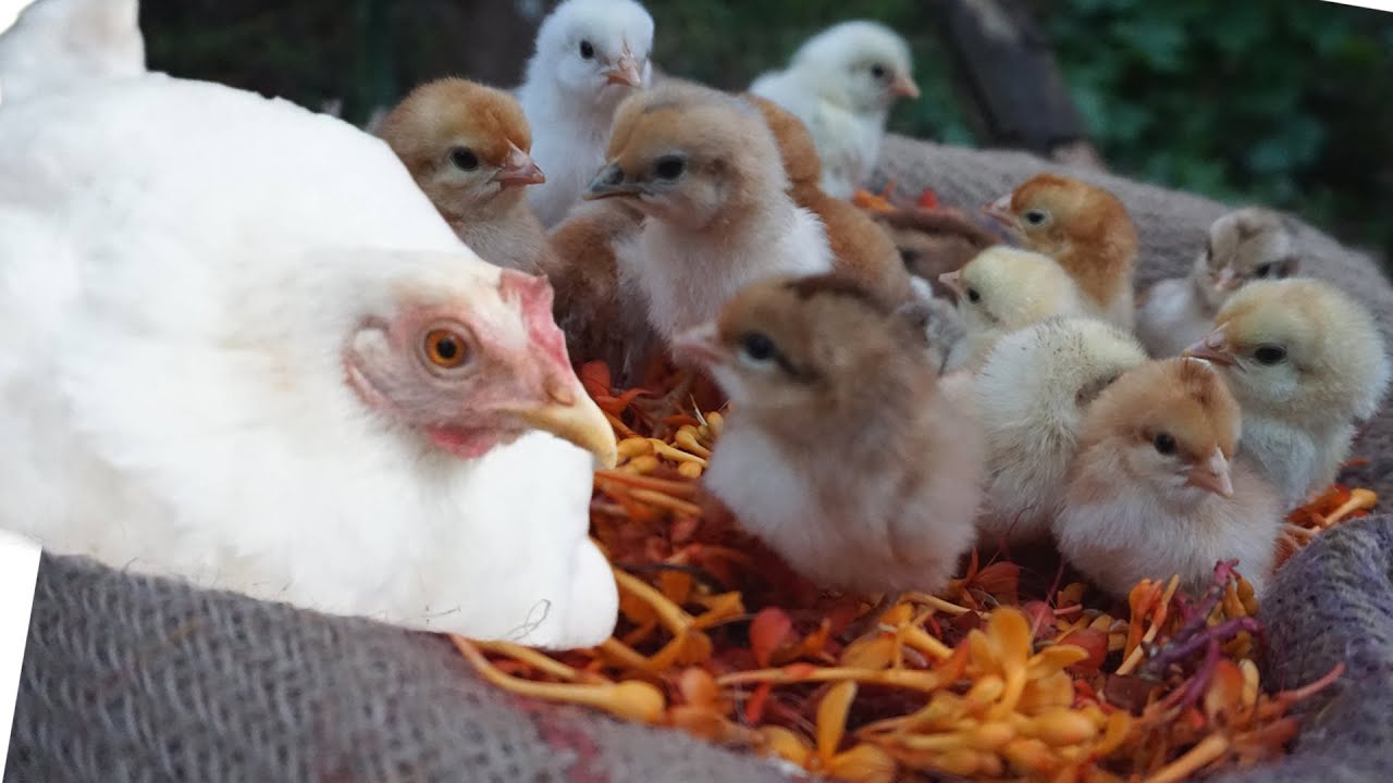 Natural Egg Hatching Among Beautiful Flowers || Unseen Natural Hatching video