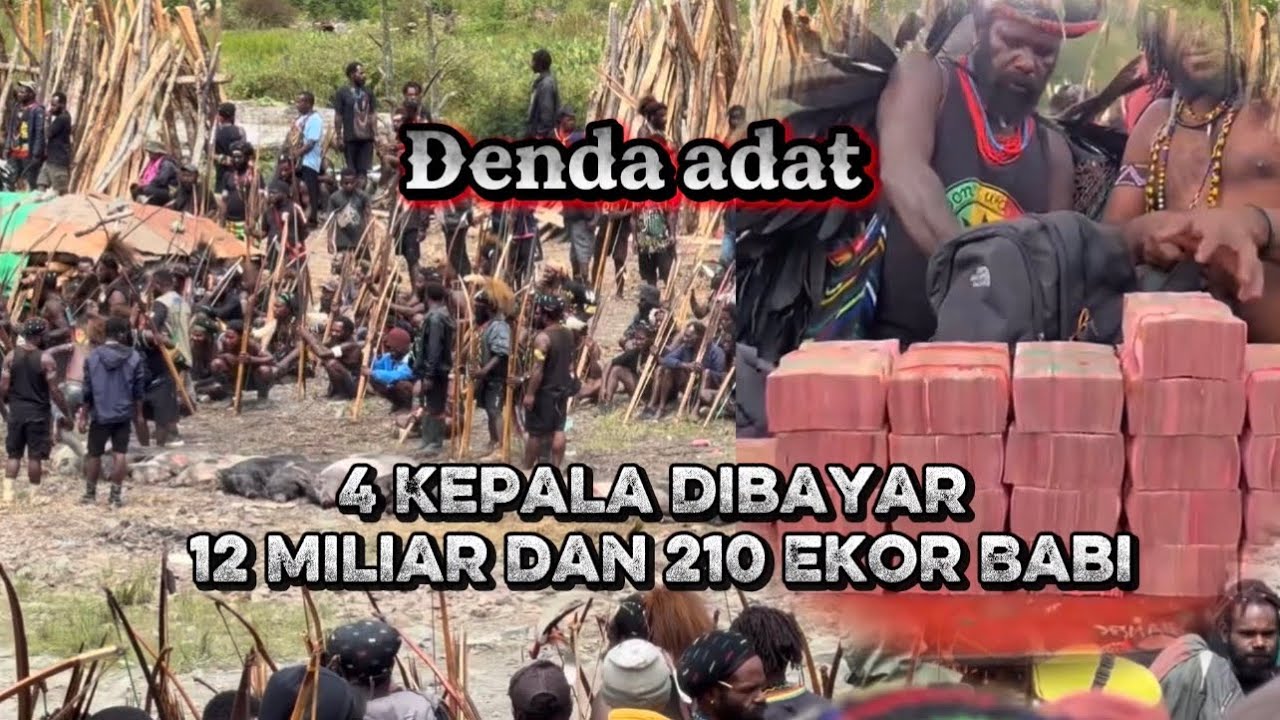 12 MILYAR UNTUK BAYA DENDA ADAT 4 KEPALA DAN 210 EKOR BABI UNTUK MAKAN BERSAMA//